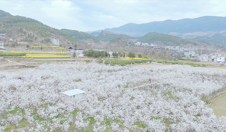 思南孙家坝樱桃花盛开，春日盛宴吸引游客纷至沓来