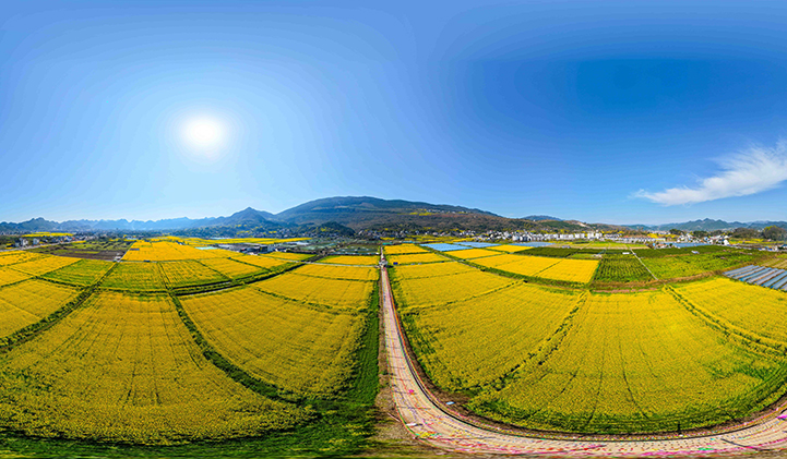 思南县塘头油菜花
